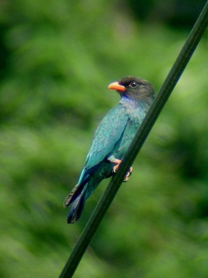 ブッポウソウ の鳴き声 蝶 チョウ ゆっくり歩き 千蟲譜物語