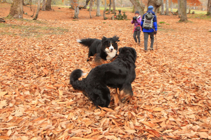 糸とみゆぅと紅葉と雪_f0137508_14483090.jpeg