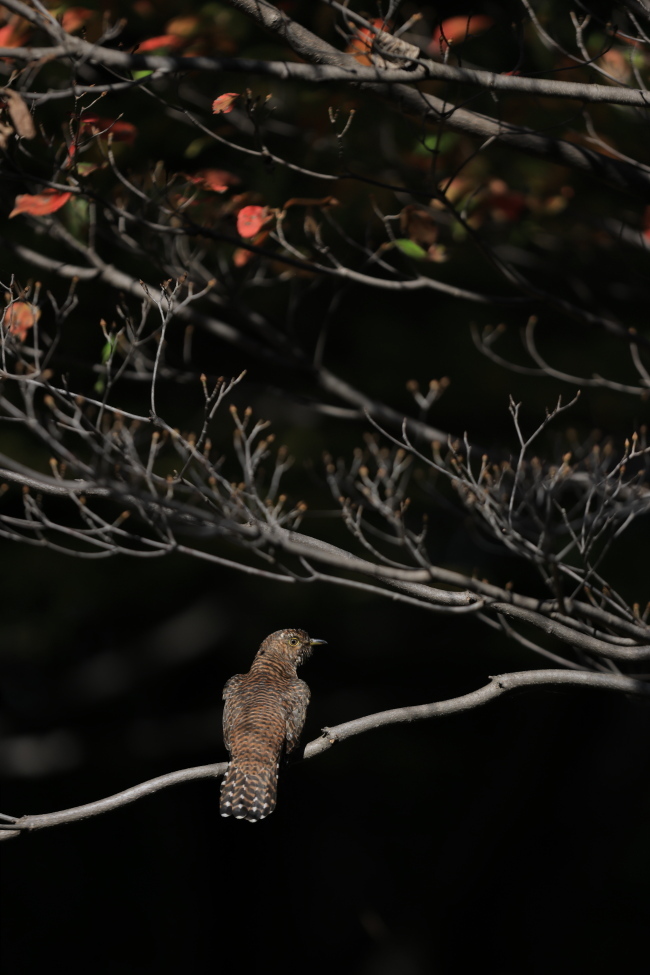 カッコウの幼鳥 ? 　⑤ 秋色の公園で_f0369315_09424440.jpg