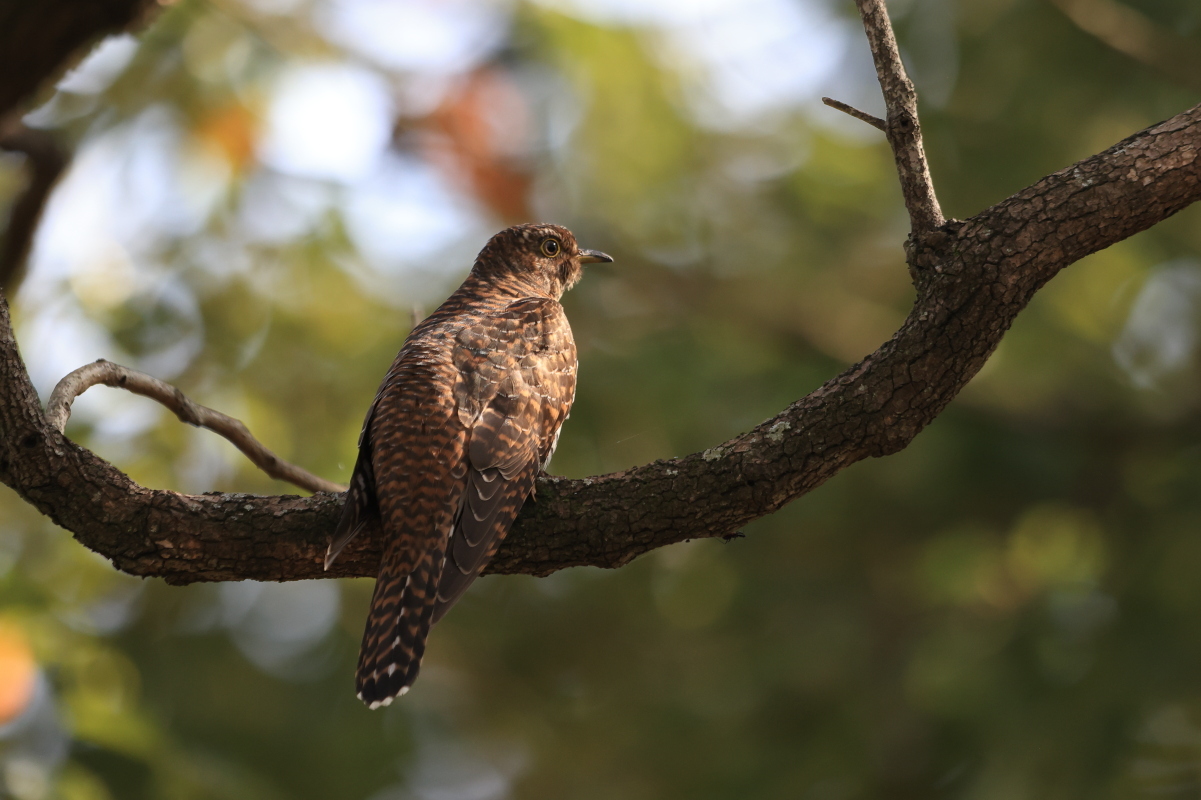 カッコウの幼鳥 ? 　⑤ 秋色の公園で_f0369315_09424455.jpg