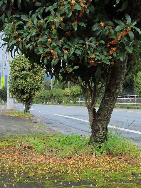 散歩で出会った花々(撮影:10月22日)_e0321325_18565481.jpg