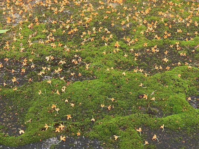 散歩で出会った花々(撮影:10月22日)_e0321325_18590057.jpg