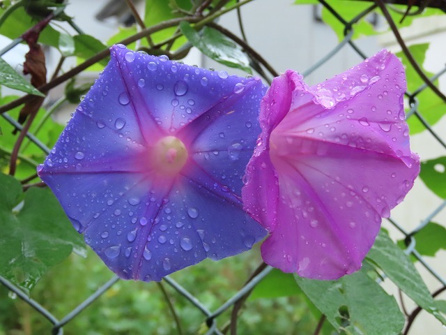 散歩で出会った花々(撮影:10月22日)_e0321325_18591260.jpg