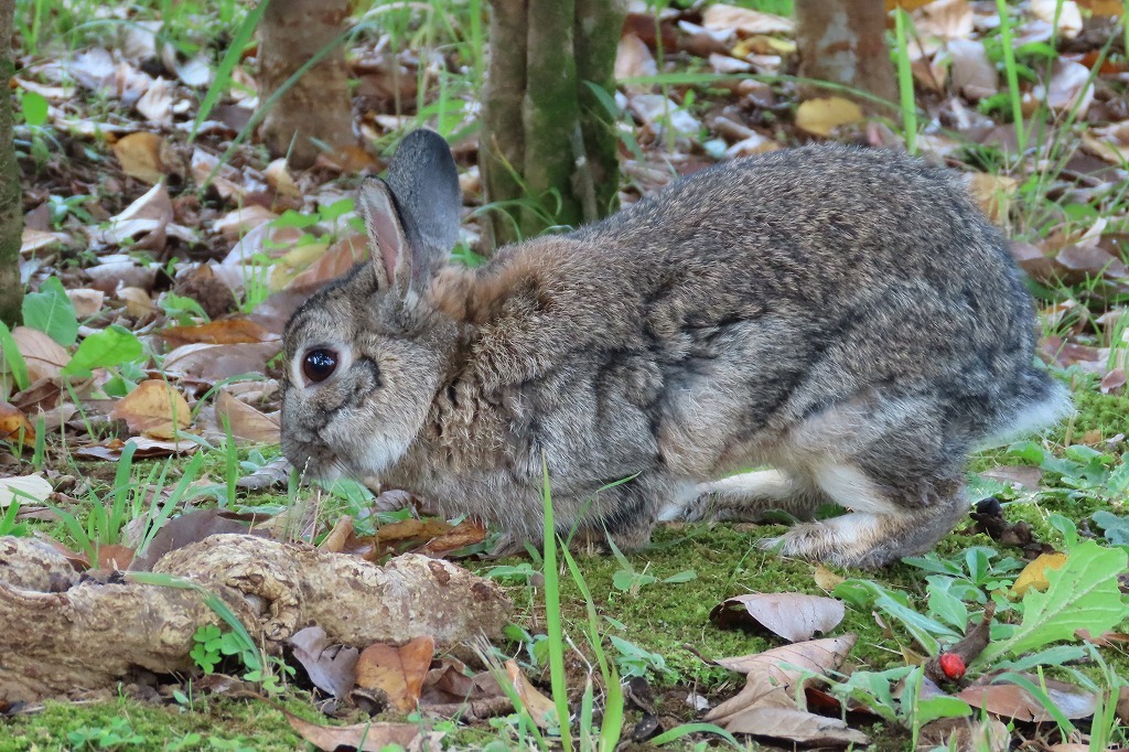 いつもの公園で、兎さんやオオバンなど_b0236251_14443423.jpg