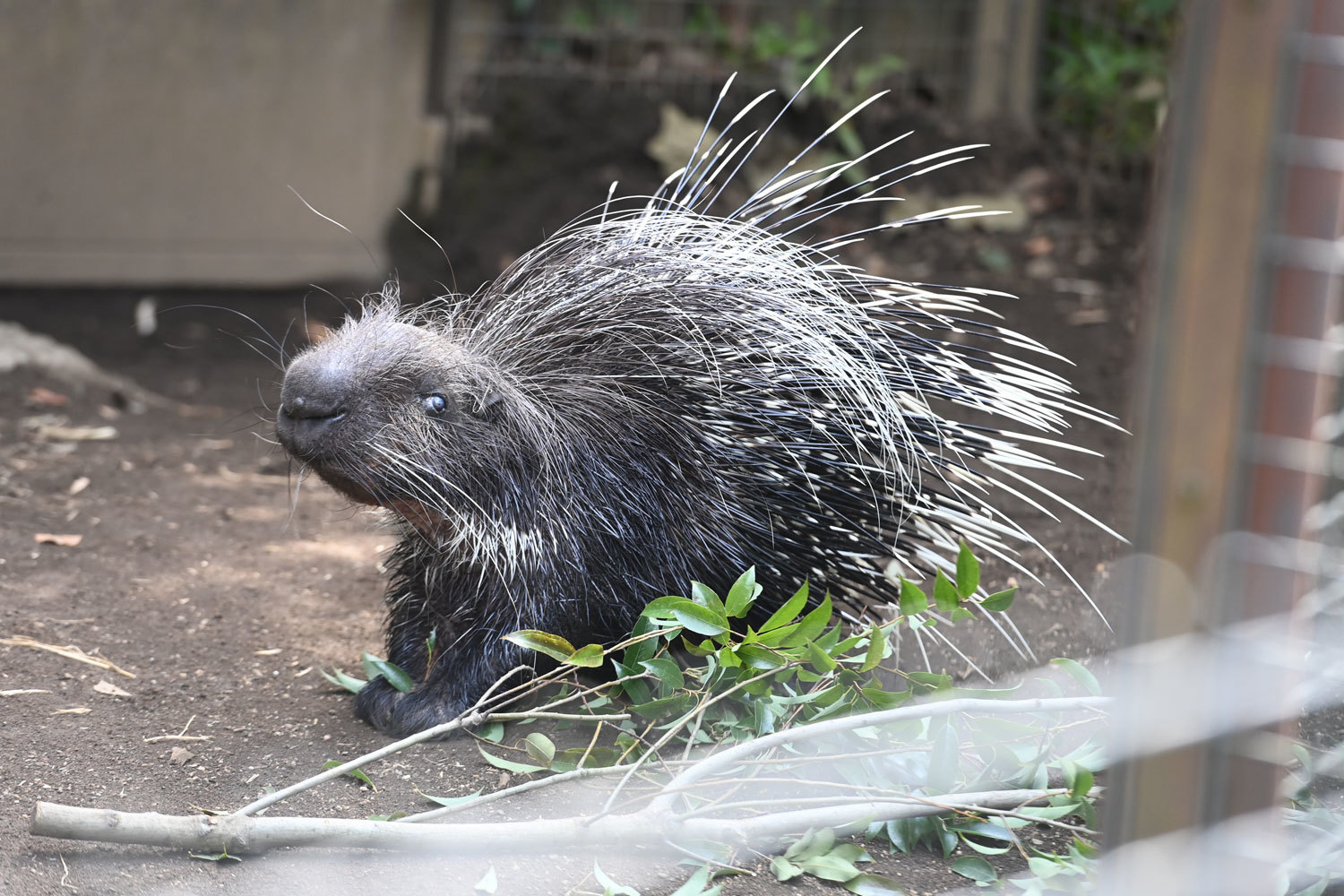 アフリカタテガミヤマアラシ 動物園へ行こう