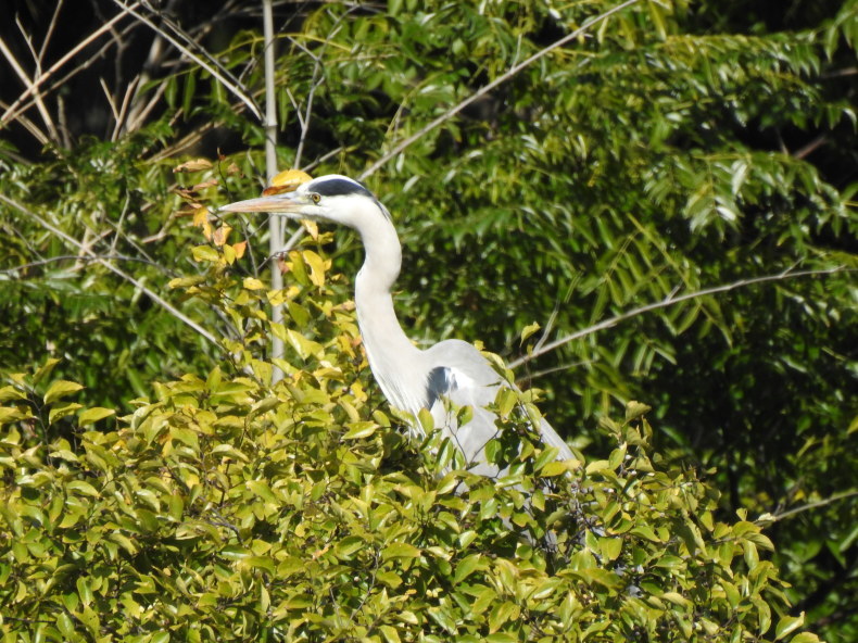 野鳥 大和川 大阪府内 2020年11月2日_e0414072_18013640.jpg