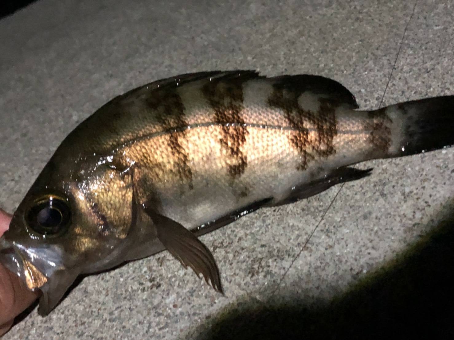 最近のはまりの夜釣り_e0117398_15441288.jpg