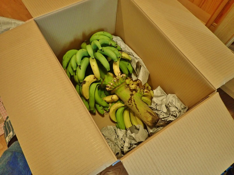 沖縄から「島バナナ」が届きました!_c0336902_14205212.jpg