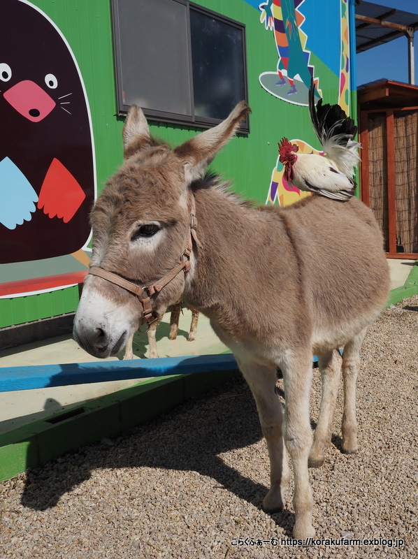 タケガワふれあい動物園のロバ イーヨーくんに会いに こらくふぁーむ