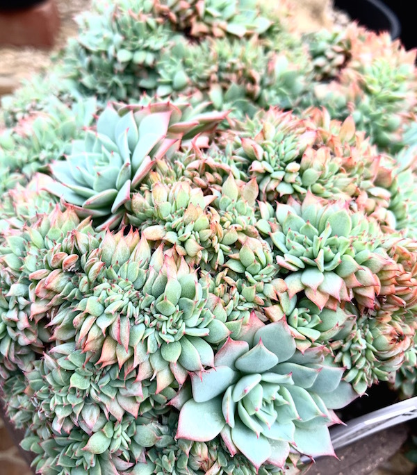 bouquet_b0172633_16143369.jpg