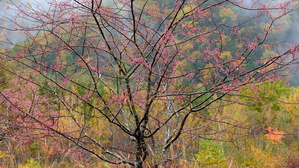 秋雨高原図　FUJIFILM X Series facebookより_f0050534_17513851.jpg