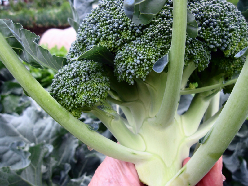 ブロッコリーとキャベツを収穫 やさい畑につかまって The Catcher In The Yasai Fields