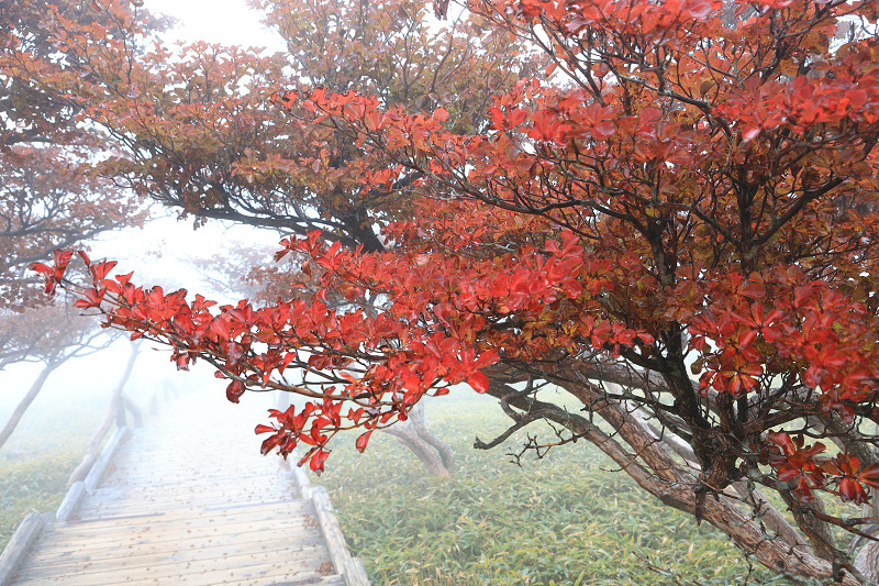 2020紅葉きらめく奈良　霧の中の紅葉（大台ケ原）前編_f0155048_15044444.jpg