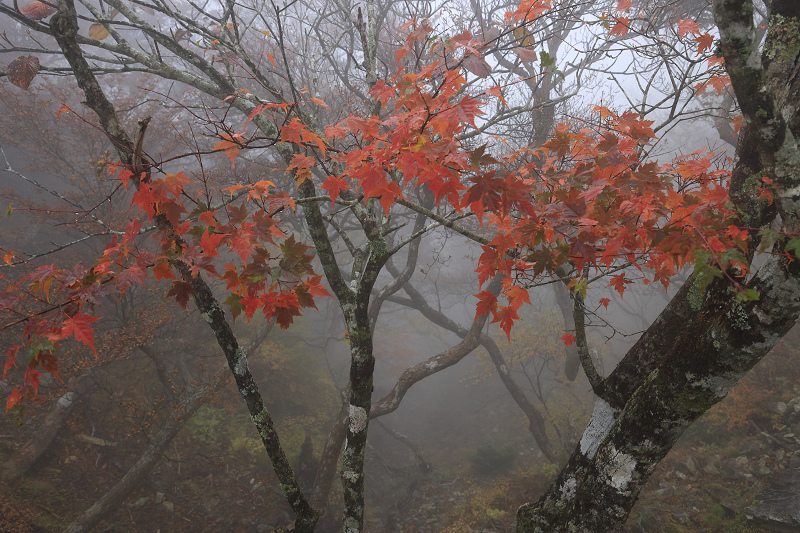 2020紅葉きらめく奈良　霧の中の紅葉（大台ケ原）前編_f0155048_15100531.jpg