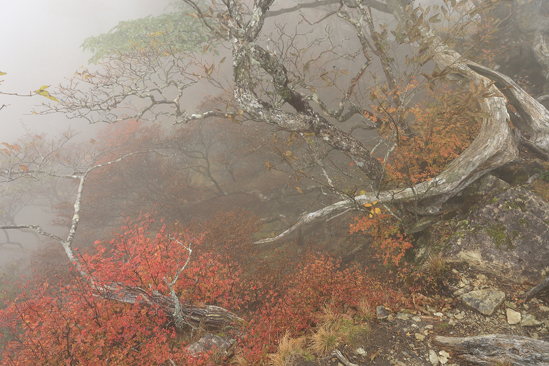 2020紅葉きらめく奈良　霧の中の紅葉（大台ケ原）後編_f0155048_21152235.jpg