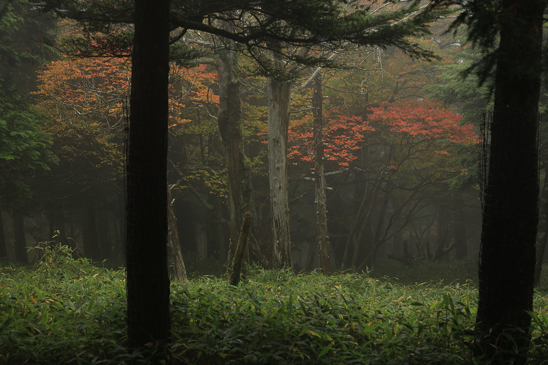 2020紅葉きらめく奈良　霧の中の紅葉（大台ケ原）後編_f0155048_21175141.jpg