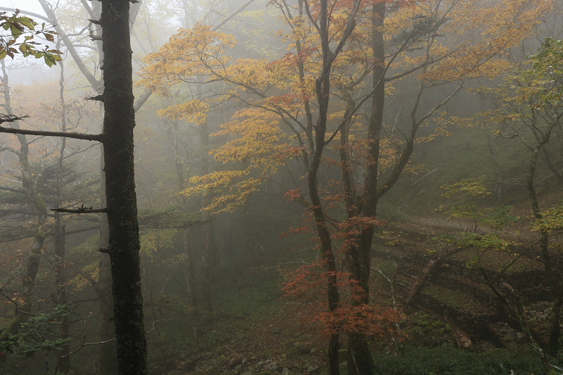 2020紅葉きらめく奈良　霧の中の紅葉（大台ケ原）後編_f0155048_21184860.jpg