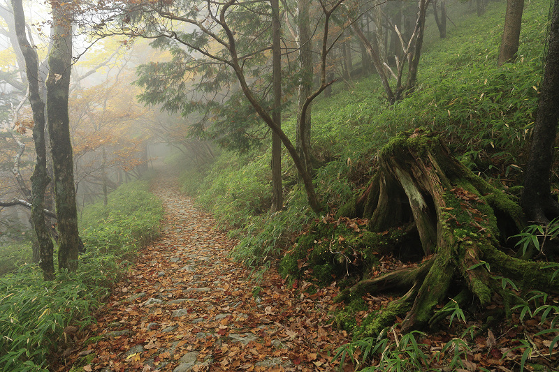 2020紅葉きらめく奈良　霧の中の紅葉（大台ケ原）後編_f0155048_21195769.jpg