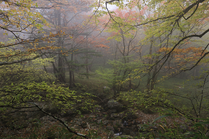 2020紅葉きらめく奈良　霧の中の紅葉（大台ケ原）後編_f0155048_21213702.jpg