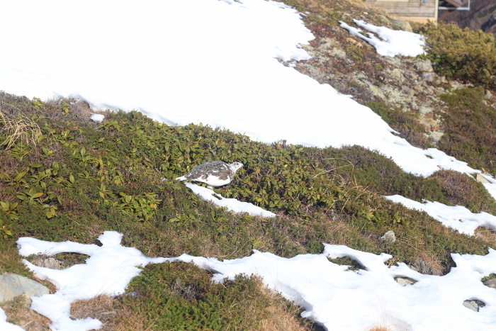 仙丈ヶ岳 201031-1101 大好きな山 2日目_e0338862_19230040.jpg