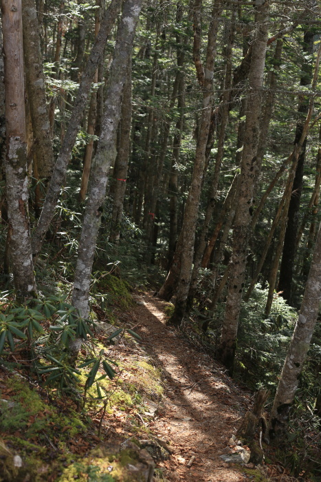 仙丈ヶ岳 201031-1101 大好きな山 2日目_e0338862_19325323.jpg