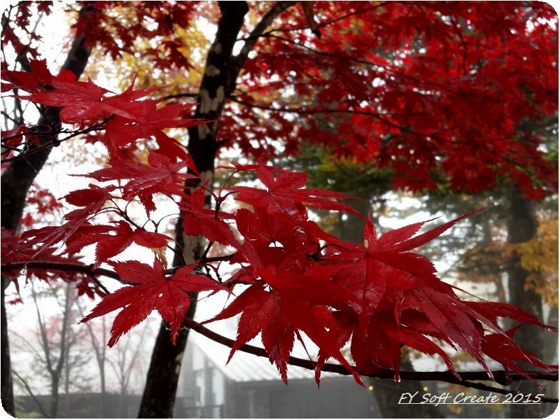 ◆ また行きたい「紅葉の奥飛騨温泉郷」（2020年11月）_d0316868_05272799.jpg