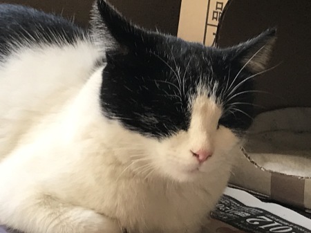 今日の猫＆コロナ_a0136671_06184465.jpeg