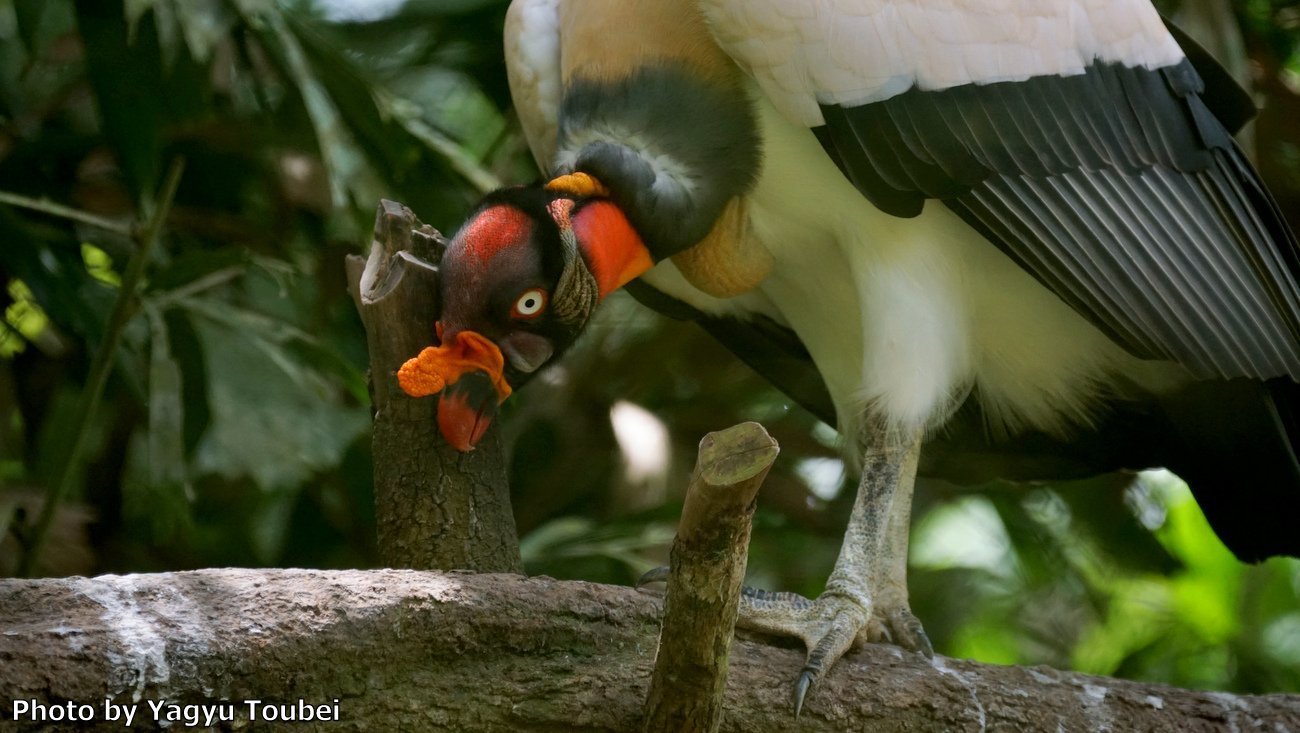 ベリーズ 動物園のトキイロコンドル とことん写真