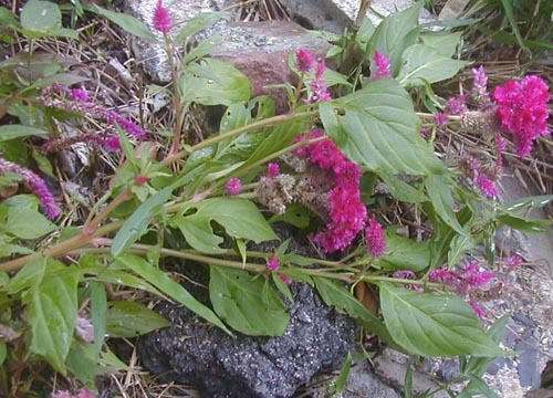 ●鶏冠鶏頭を育てる、その１５_d0053294_14270417.jpg