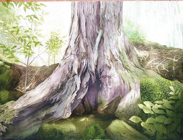 水彩画「小網代の森」 hqdefault.jpg