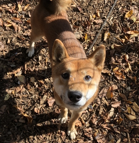 _f0078320_13522486.jpeg