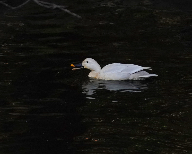 今日の撮って出し！ 必見！カルガモの白変個体 ZMY : シエロの野鳥