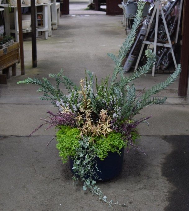 秋から冬にかけての寄せ植え ヒバリのつぶやき
