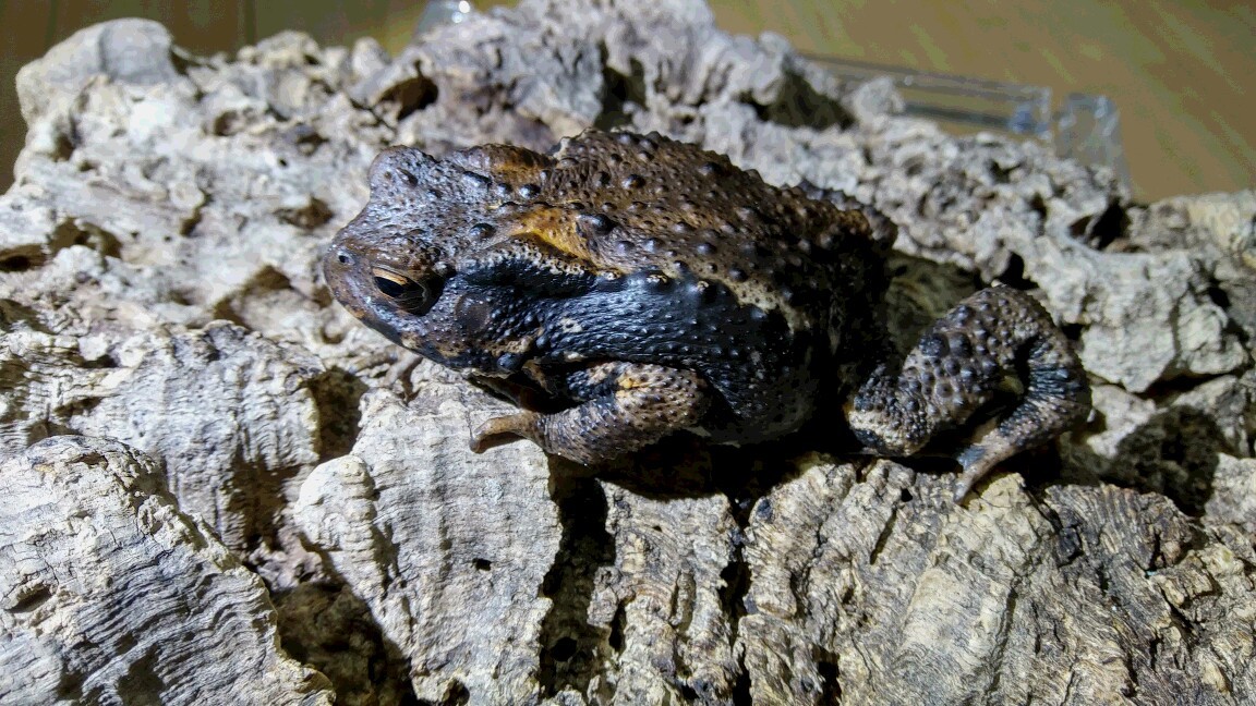 死亡 ヒキガエル 毒