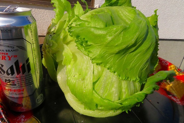 野菜_b0248954_07532163.jpg