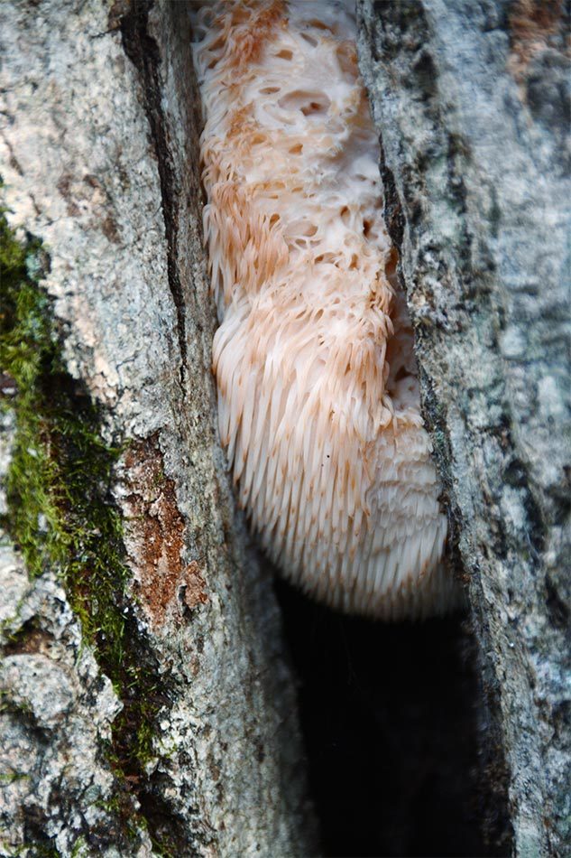 木の割れ目に突っ込んだのは何 木の気持