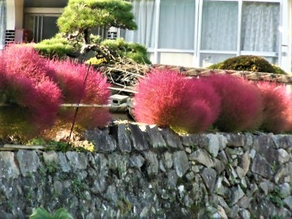 コキア ほうき草 です やすうら夢工房ブログ