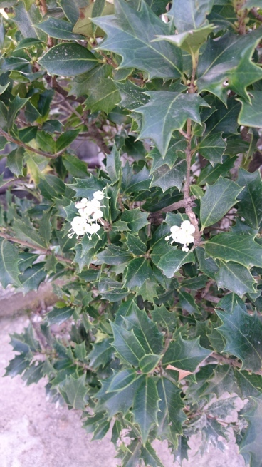 冬到来_c0066693_16580045.jpg