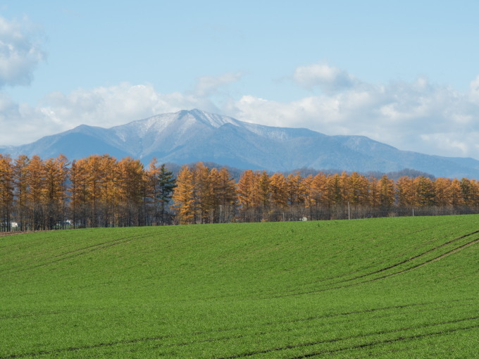 カラマツの紅葉真っ盛り・・中札内村11月の農村風景_f0276498_18304214.jpg