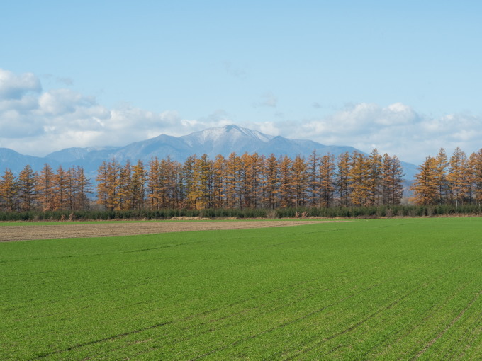 カラマツの紅葉真っ盛り・・中札内村11月の農村風景_f0276498_18325983.jpg
