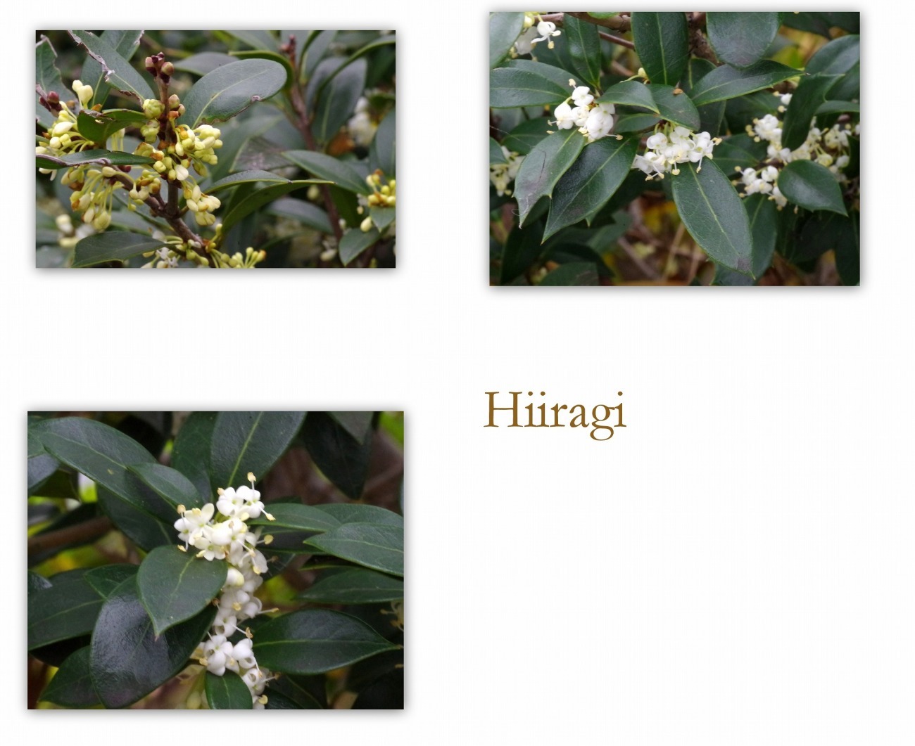 マルバヒイラギの花 花ありて 日々