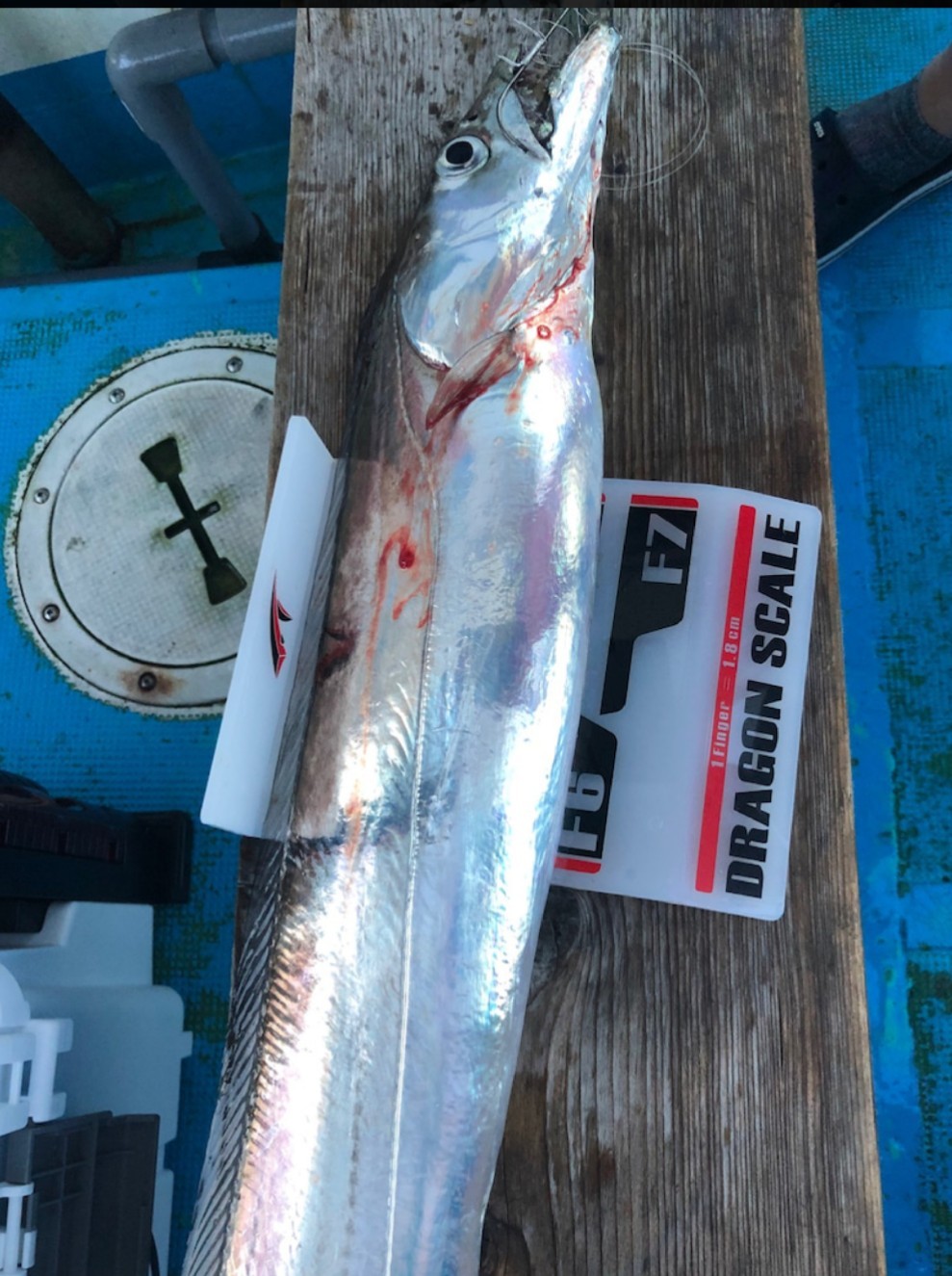 太刀魚の測定にはドラゴンスケールだ 明石の釣り ブログ 明石の釣り ブログ 太刀魚の測定にはドラゴンスケールだ 明石の釣り ブログ 明石の釣り ブログ