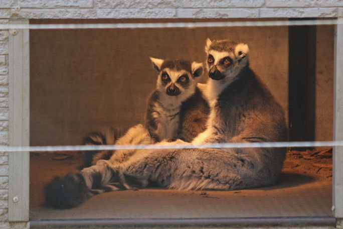 クロザルの赤ちゃんと国内唯一のカオムラサキラングール（千葉市動物公園 December 2019）_b0355317_21520353.jpg