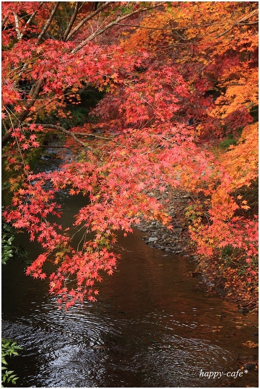 紅葉トンネル♪　～小国神社～_a0167759_11595972.jpg