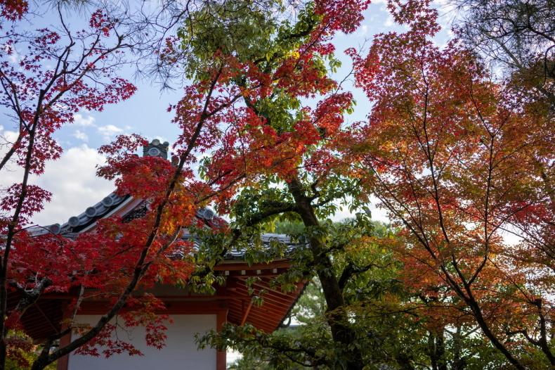 「清水寺の紅葉」_c0067168_18295626.jpg