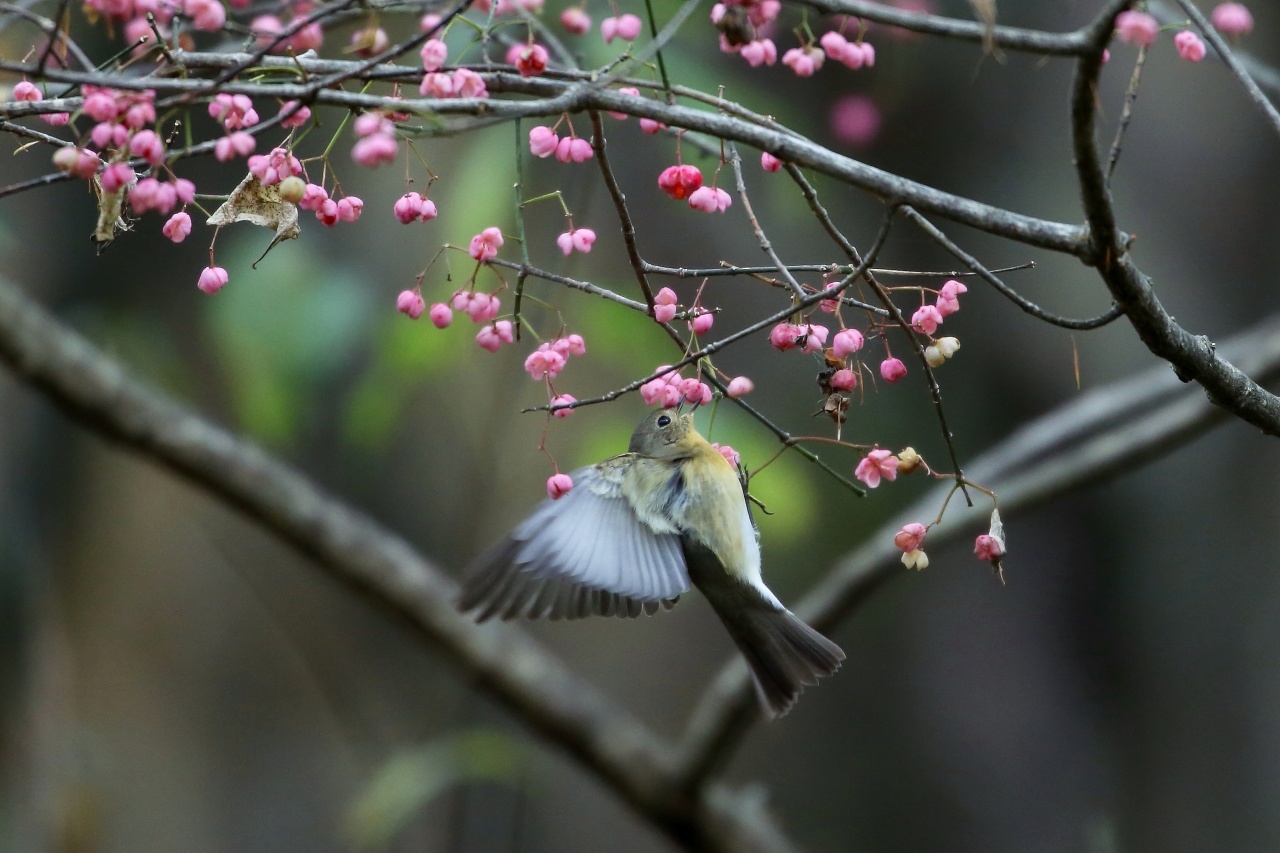 マユミの花にぶら下がるムギマキ ｔ ｈの野鳥写真