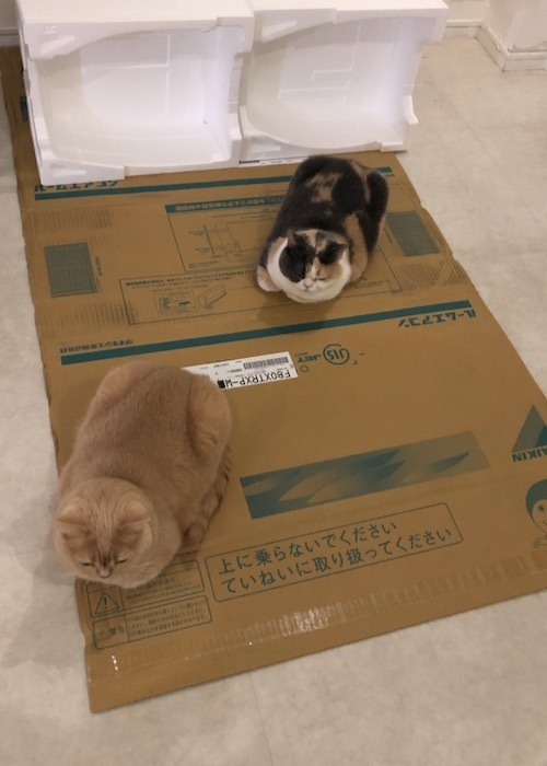 薔薇、月桂樹、リボン　金彩エナメル小皿_c0108595_00100721.jpeg