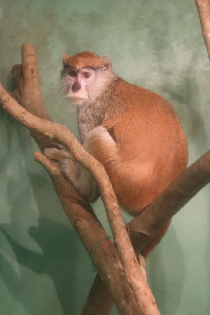 マンドリルとパタスザルと夕暮れに鳴くニホンザル 千葉市動物公園 December 19 続々 動物園ありマス