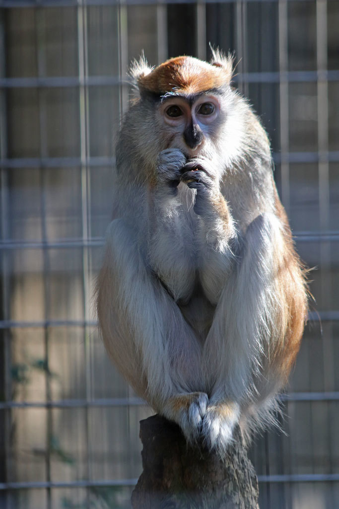 マンドリルとパタスザルと夕暮れに鳴くニホンザル 千葉市動物公園 December 19 続々 動物園ありマス