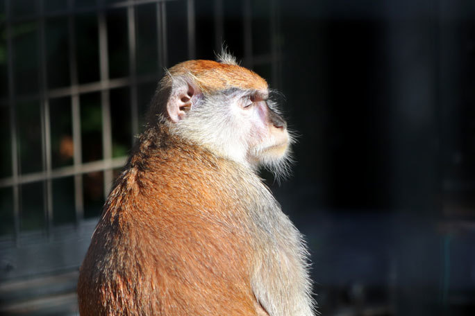 マンドリルとパタスザルと夕暮れに鳴くニホンザル 千葉市動物公園 December 19 続々 動物園ありマス